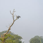 2024-10 - Népal - J11 - Parc National de Chitwan - 014